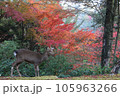宮島の紅葉をバックにのんびりと過ごす鹿 105963266