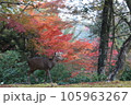 宮島の紅葉の中を歩く鹿 105963267