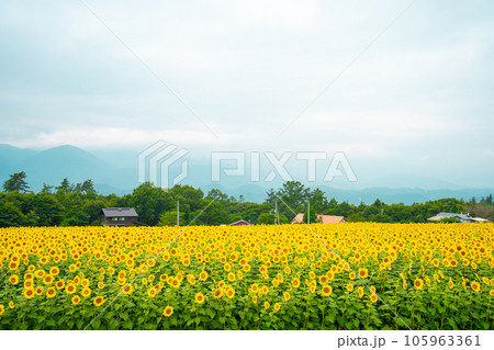 ひまわり畑と南アルプスの山々 ひまわり畑と南アルプスの山々 105963361