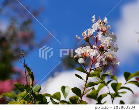 白いサルスベリの花 105963534
