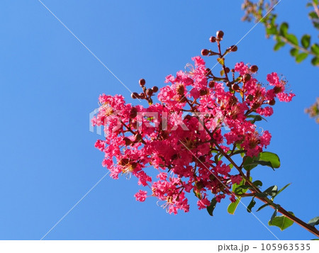 サルスベリの花 サルスベリの花 105963535