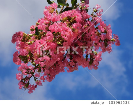 サルスベリの花 105963538