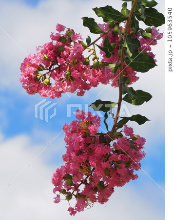 サルスベリの花 105963540