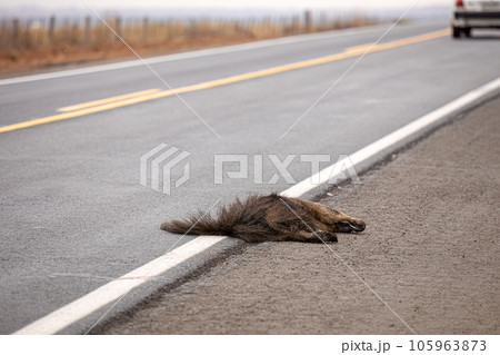Giant anteater run over Giant anteater run over 105963873
