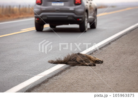 Giant anteater run over Giant anteater run over 105963875