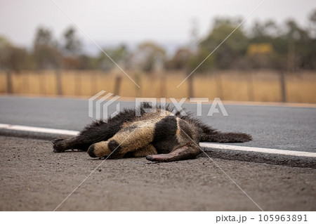 Giant anteater run over 105963891