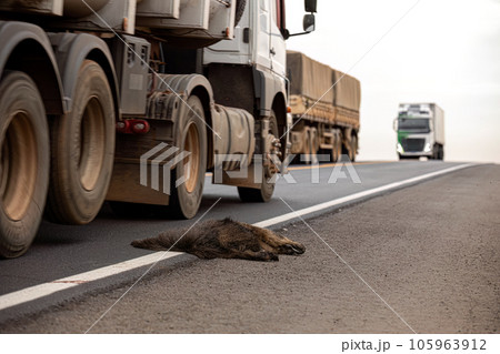 Giant anteater run over 105963912