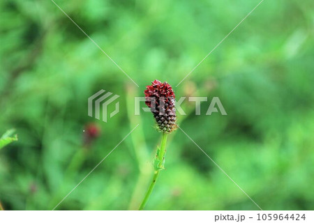 赤いワレモコウの花 105964424