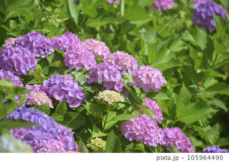 満開のアジサイ 満開のアジサイ 105964490