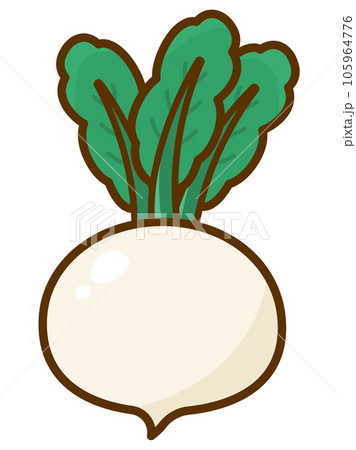 秋冬野菜、カブのイラスト素材のイラスト素材 [105964776] - PIXTA