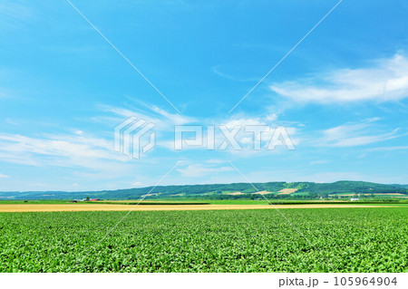 北海道 夏の青空と十勝の風景 北海道 夏の青空と十勝の風景 105964904