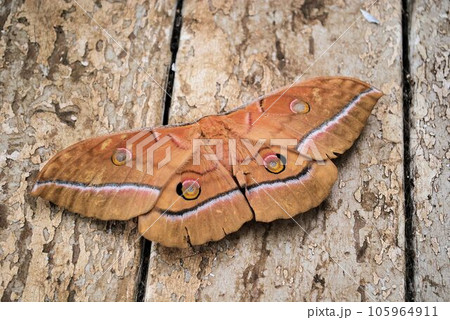 ヤママユガ 105964911