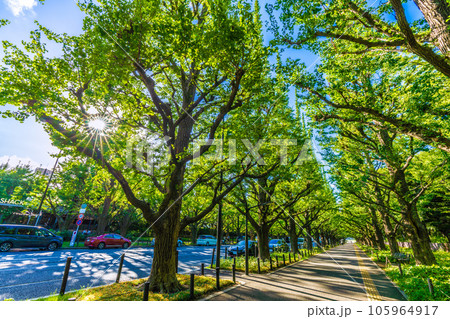 日本の東京都市景観 神宮外苑のいちょう並木。神宮外苑再開発に揺れる…=8月10日 日本の東京都市景観 神宮外苑のいちょう並木。神宮外苑再開発に揺れる…=8月10日 105964917