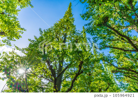 日本の東京都市景観 神宮外苑のいちょう並木。神宮外苑再開発に揺れる…＝8月10日 105964921