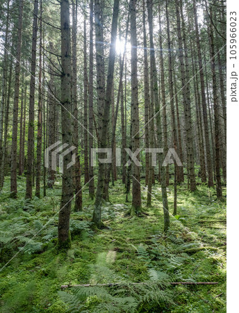 Beautiful nature forest pinetree near lake Ragnerudssjoen in Dalsland Sweden Beautiful nature forest pinetree near lake Ragnerudssjoen in Dalsland Sweden 105966023