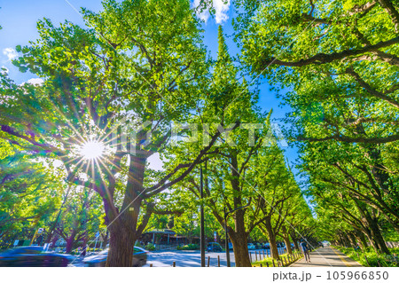 日本の東京都市景観 神宮外苑・緑のいちょう並木や光芒。神宮外苑再開発に揺れる…＝8月10日 105966850