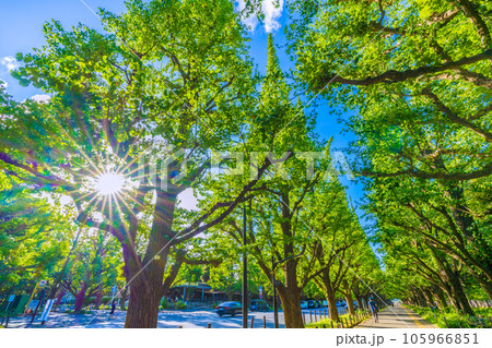日本の東京都市景観 神宮外苑・緑のいちょう並木や光芒。神宮外苑再開発に揺れる…=8月10日 日本の東京都市景観 神宮外苑・緑のいちょう並木や光芒。神宮外苑再開発に揺れる…=8月10日 105966851