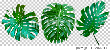 Green leaves pattern,collection leaf monstera isolated 105966914