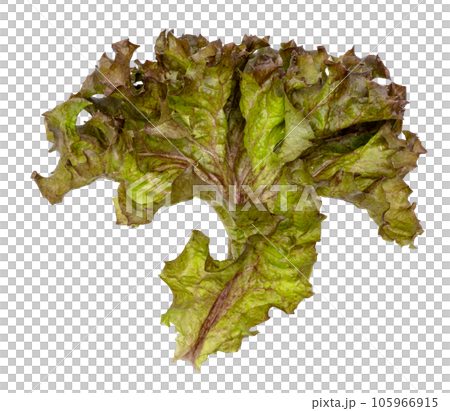 Red coral fresh lettuce leaves isolated 105966915