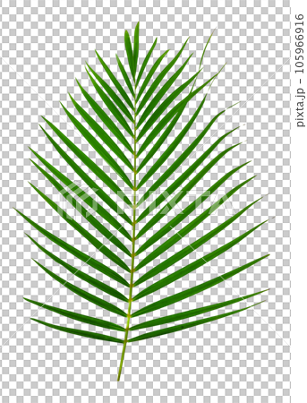 Green leaves pattern,leaf palm tree isolated 105966916