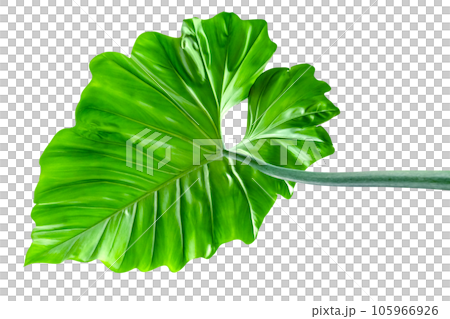 Green leaves pattern of tropical leaf plant isolated Green leaves pattern of tropical leaf plant isolated 105966926