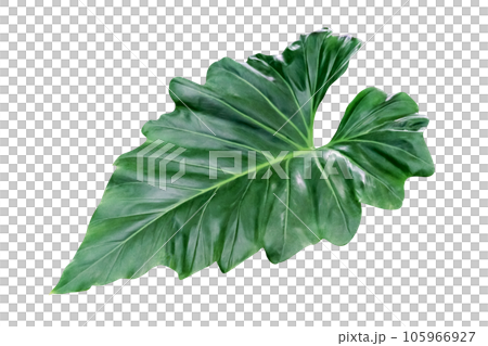 Green leaves pattern of tropical leaf plant isolated 105966927