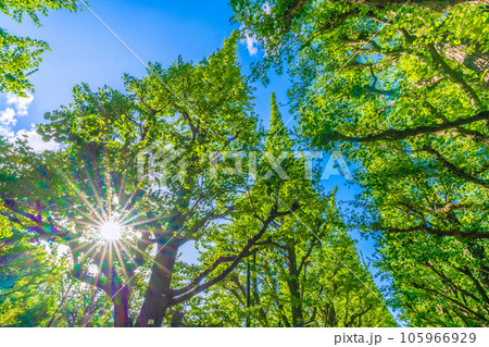 日本の東京都市景観 青山一丁目駅すぐの神宮外苑・いちょう並木。神宮外苑再開発に揺れる…＝8月10日 105966929