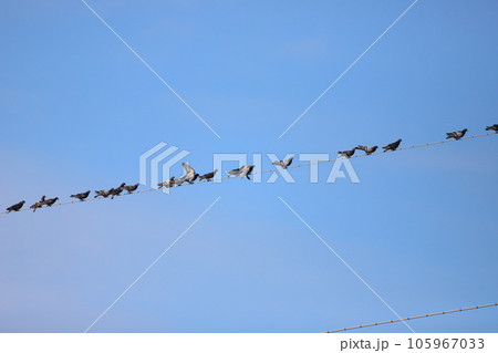 電線にとまるハト 105967033