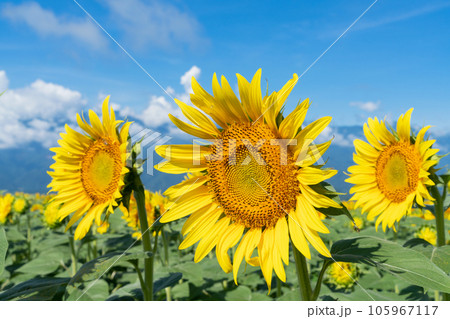 ヒマワリの花 ヒマワリの花 105967117