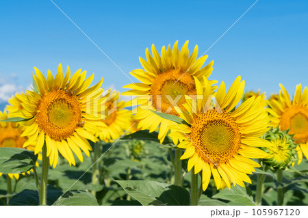 ヒマワリの花 105967120