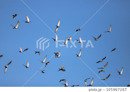 青空を飛ぶ鳩の群れ 青空を飛ぶ鳩の群れ 105967287