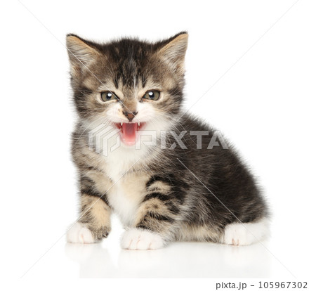 Cute kitten of the British Shorthair breed 105967302