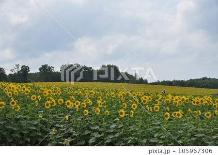 北海道の夏　北滝町　ひまわりの里 105967306