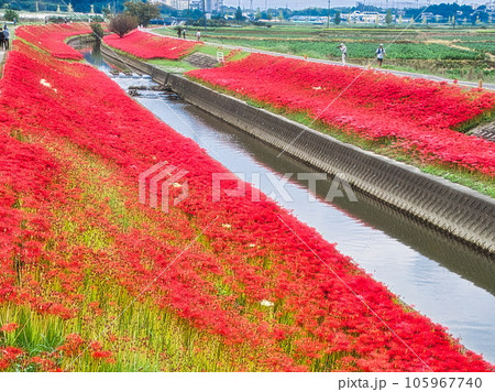 日本の初秋の小川の土手は彼岸花の花で真っ赤に染まります 105967740