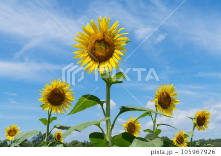 ヒマワリの花 ヒマワリの花 105967926