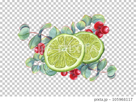 Lime slices with eucalyptus branches and cranberries. Juicy citrus, ripe red berries, green leaves. Winter composition. Watercolor illustration isolated on white background. 105968117
