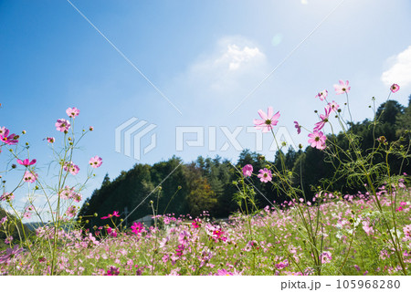 とよのコスモスの里のコスモス とよのコスモスの里のコスモス 105968280