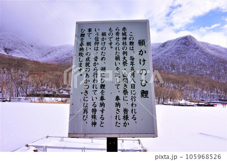 赤城神社　願かけのひ鯉　群馬県　赤城山　大洞赤城神社　啄木鳥橋　冬　 105968526