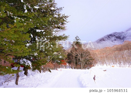 赤城神社　群馬県　赤城山　大洞赤城神社　啄木鳥橋　冬　 105968531