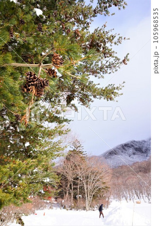 赤城神社 松ぼっくり 群馬県 赤城山 大洞赤城神社 啄木鳥橋 冬 赤城神社 松ぼっくり 群馬県 赤城山 大洞赤城神社 啄木鳥橋 冬 105968535