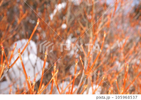 赤城神社 枝 芽 群馬県 赤城山 大洞赤城神社 啄木鳥橋 冬 赤城神社 枝 芽 群馬県 赤城山 大洞赤城神社 啄木鳥橋 冬 105968537