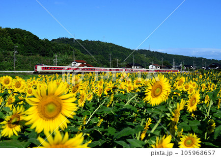ひまわり畑とL特急やくも6号 105968657