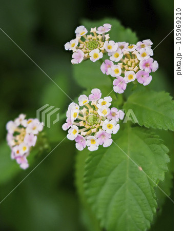 野山に咲くランタナの花 105969210