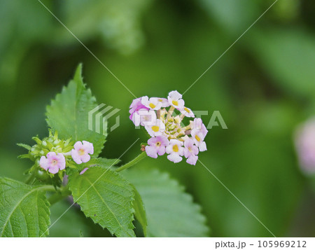 野山に咲くランタナの花 105969212