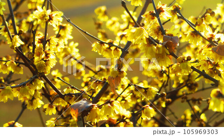 ロウバイ(蝋梅)の花のある風景 ロウバイ(蝋梅)の花のある風景 105969303