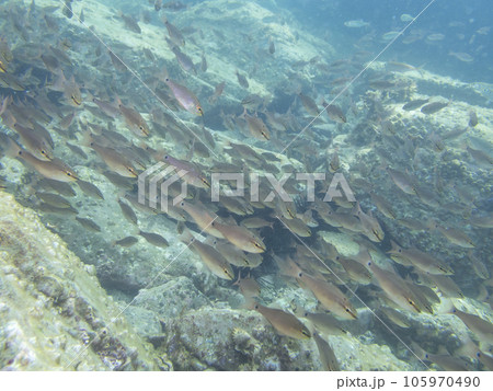 クロホシイシモチ　新上五島町の海中写真 105970490