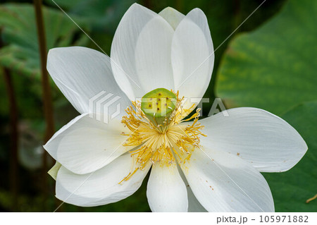 花 フラワー お花 105971882