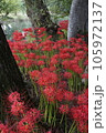 群生地の彼岸花 105972137