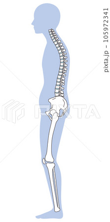 骨盤後傾の姿勢　骨盤の傾き 105972341