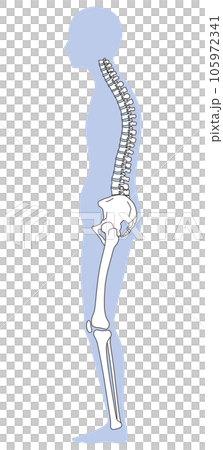 Posterior pelvic tilt posture Pelvic tilt Posterior pelvic tilt posture Pelvic tilt 105972341